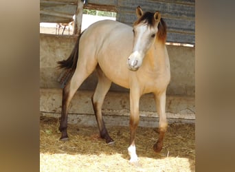 PRE, Yegua, 3 años, 154 cm, Bayo