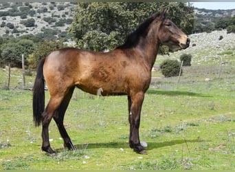 PRE, Yegua, 3 años, 154 cm, Bayo