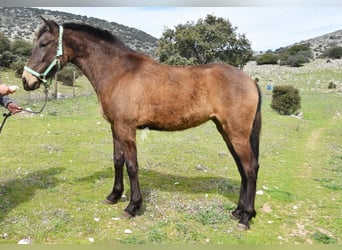 PRE, Yegua, 3 años, 154 cm, Bayo