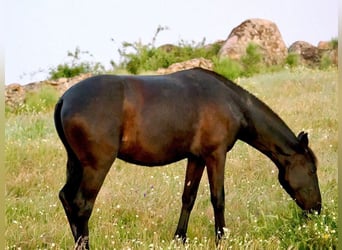 PRE Mestizo, Yegua, 3 años, 154 cm, Negro