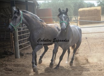 PRE Mestizo, Yegua, 3 años, 154 cm, Tordo rodado