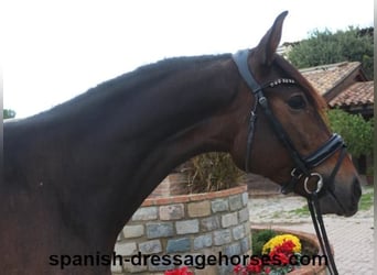 PRE Mestizo, Yegua, 3 años, 155 cm, Castaño oscuro