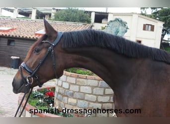 PRE Mestizo, Yegua, 3 años, 155 cm, Castaño oscuro