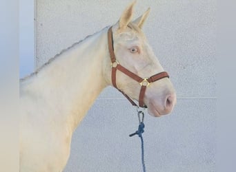 PRE Mestizo, Yegua, 3 años, 155 cm, Cremello
