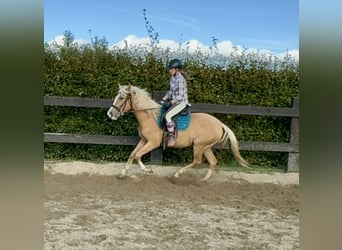 PRE Mestizo, Yegua, 3 años, 155 cm, Palomino