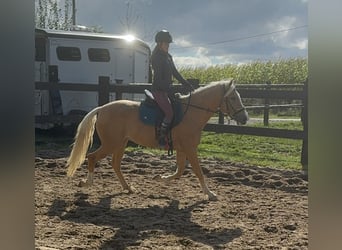 PRE Mestizo, Yegua, 3 años, 155 cm, Palomino