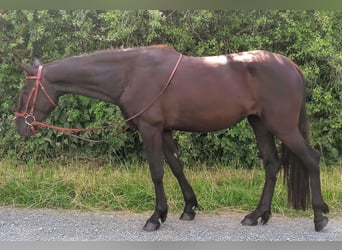 PRE, Yegua, 3 años, 156 cm, Castaño oscuro