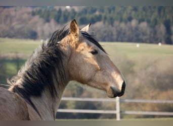 PRE Mestizo, Yegua, 3 años, 157 cm, Buckskin/Bayo