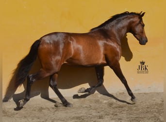 PRE, Yegua, 3 años, 158 cm, Castaño