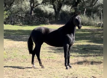 PRE, Yegua, 3 años, 158 cm, Negro