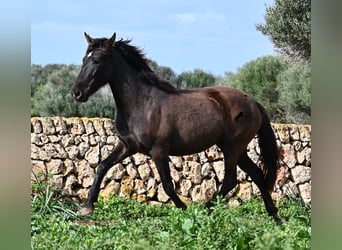 PRE Mestizo, Yegua, 3 años, 158 cm, Negro