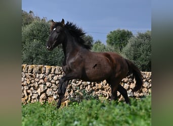 PRE Mestizo, Yegua, 3 años, 158 cm, Negro