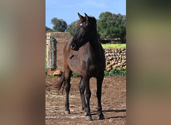 PRE Mestizo, Yegua, 3 años, 158 cm, Negro