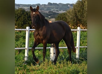 PRE, Yegua, 3 años, 158 cm, Negro