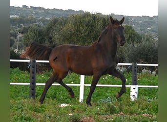 PRE, Yegua, 3 años, 158 cm, Negro