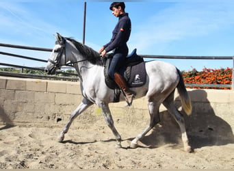 PRE, Yegua, 3 años, 158 cm, Tordo
