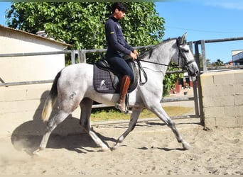 PRE, Yegua, 3 años, 158 cm, Tordo