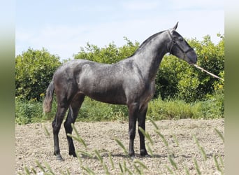 PRE Mestizo, Yegua, 3 años, 158 cm, Tordo