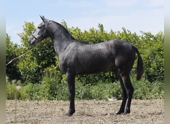 PRE Mestizo, Yegua, 3 años, 158 cm, Tordo