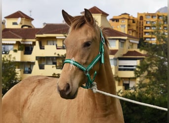 PRE Mestizo, Yegua, 3 años, 159 cm, Perla