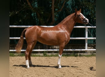 PRE, Yegua, 3 años, 160 cm, Alazán