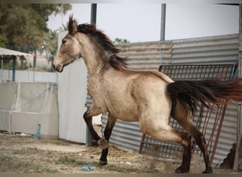 PRE Mestizo, Yegua, 3 años, 160 cm, Buckskin/Bayo