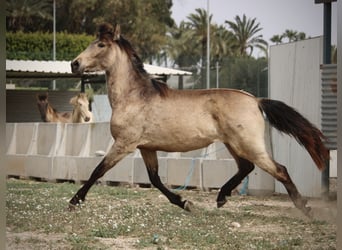 PRE Mestizo, Yegua, 3 años, 160 cm, Buckskin/Bayo