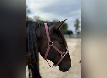 PRE, Yegua, 3 años, 160 cm, Castaño oscuro