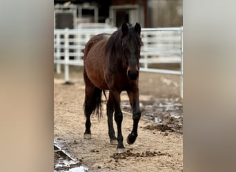 PRE, Yegua, 3 años, 160 cm, Castaño oscuro