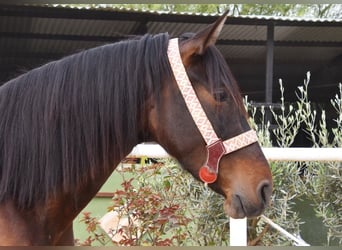 PRE, Yegua, 3 años, 160 cm, Castaño oscuro