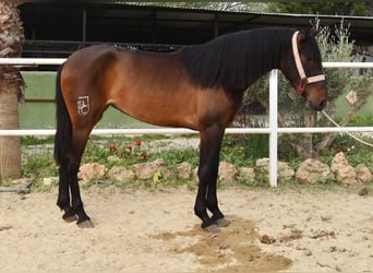 PRE, Yegua, 3 años, 160 cm, Castaño oscuro