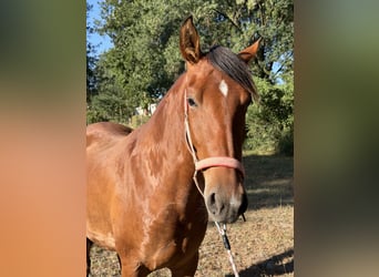 PRE, Yegua, 3 años, 160 cm, Castaño rojizo