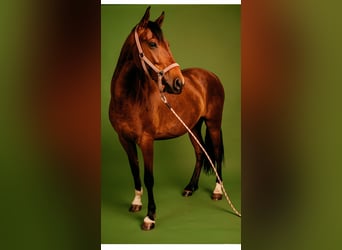 PRE, Yegua, 3 años, 160 cm, Castaño rojizo