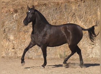 PRE Mestizo, Yegua, 3 años, 160 cm, Negro