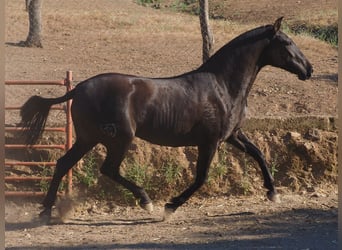 PRE Mestizo, Yegua, 3 años, 160 cm, Negro