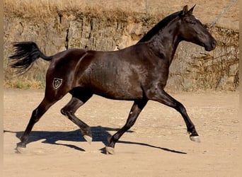 PRE Mestizo, Yegua, 3 años, 160 cm, Negro