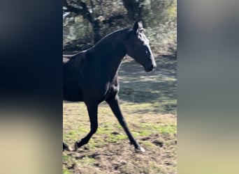 PRE, Yegua, 3 años, 160 cm, Negro