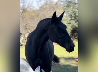 PRE, Yegua, 3 años, 160 cm, Negro