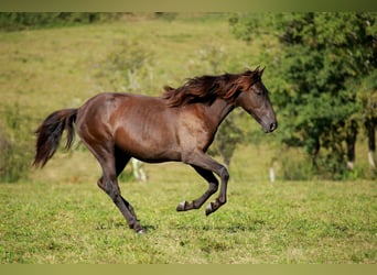 PRE, Yegua, 3 años, 160 cm, Negro