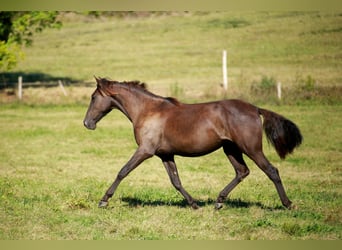 PRE, Yegua, 3 años, 160 cm, Negro