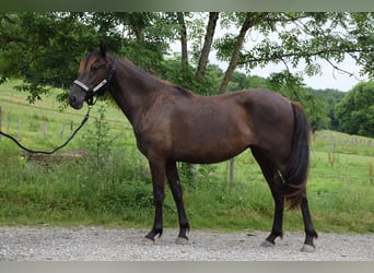 PRE, Yegua, 3 años, 160 cm, Negro