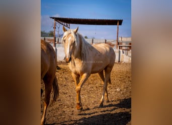 PRE, Yegua, 3 años, 160 cm, Palomino