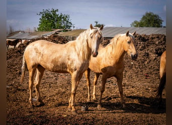 PRE, Yegua, 3 años, 160 cm, Palomino