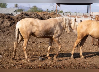 PRE, Yegua, 3 años, 160 cm, Palomino