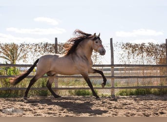 PRE, Yegua, 3 años, 160 cm, Palomino