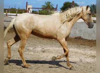 PRE, Yegua, 3 años, 160 cm, Palomino