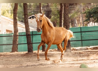 PRE Mestizo, Yegua, 3 años, 160 cm, Palomino