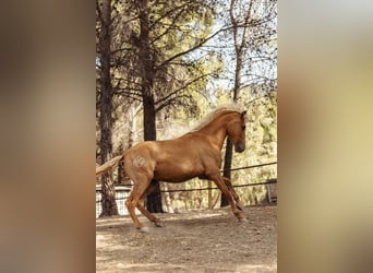 PRE Mestizo, Yegua, 3 años, 160 cm, Palomino