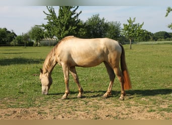 PRE Mestizo, Yegua, 3 años, 160 cm, Perla