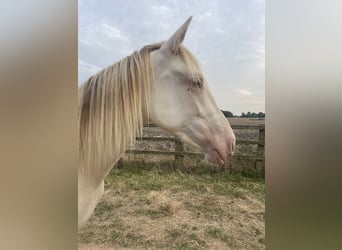 PRE Mestizo, Yegua, 3 años, 160 cm, Perlino